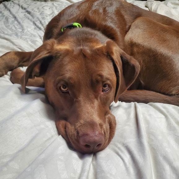 Meet your Posher, Krista - Picture 1 of 1